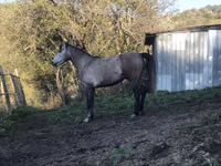 Hengst, Arabian horse — Foto 7