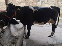 गाय, Russian Black pied cattle — फ़ोटो 1
