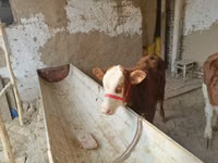 公牛, Simmental cattle — 照片 5