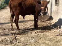 Toro, Ganado vacuno — foto 4
