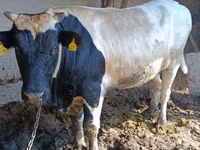 Toro, Raza Holstein — foto 1
