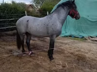 Caballo, Caballos — foto 2