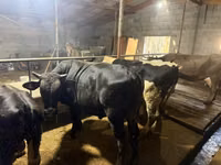 Toro, Raza Auliékol — foto 7