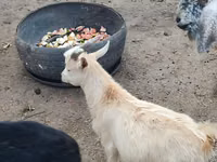 Ziege, Kamori goats — Foto 4