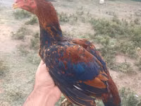 Chickens — 4-сурет