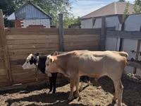 公牛, Cattle — 照片 3