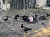 Chickens — Foto 6