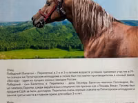 Stute, Arabian horse — Foto 4