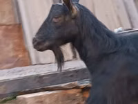 Ziegenbock, Saanen goat — Foto 7