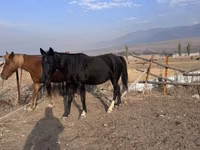Mare, Russian Don — photo 4