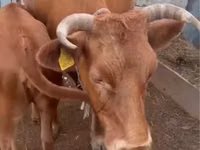 गाय, Latvian Blue cattle — फ़ोटो 4