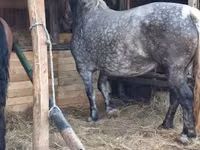 فرس, Hungarian horse breed — الصورة 2
