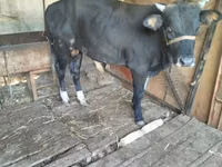 公牛, Cattle — 照片 1
