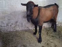 Ziegenbock, Italian Alpine goat — Foto 3