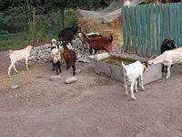 Cabro, Pomellata goat — foto 5