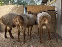 نعجة, Arashan sheep — الصورة 7