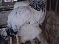براهما — الصورة 5