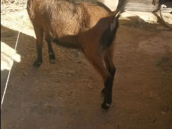 عنزة, Alpine goat