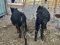 Toro, Aberdeen-Angus — foto 6