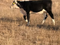 母牛, Simmental cattle — 照片 2