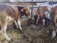 Sigir, Simmental cattle — 2-rasm