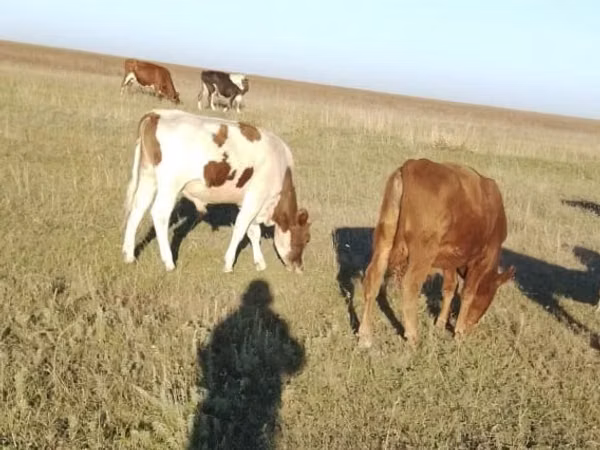 公牛, Simmental cattle — 哈萨克斯坦