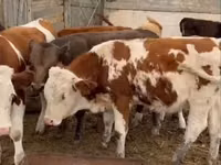 Toro, Ganado vacuno — foto 4