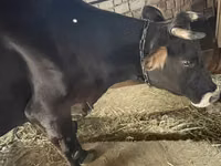母牛, Holstein breed — 照片 2