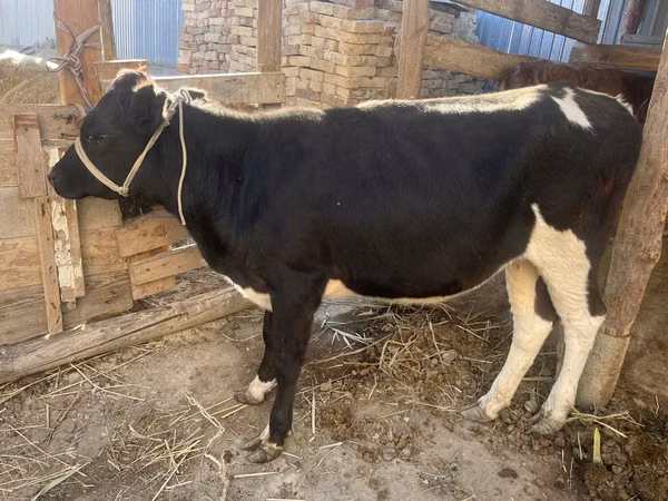 Kuh, Russian Black pied cattle — Kasachstan