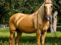 Hengst, Quarter Horse — Foto 4