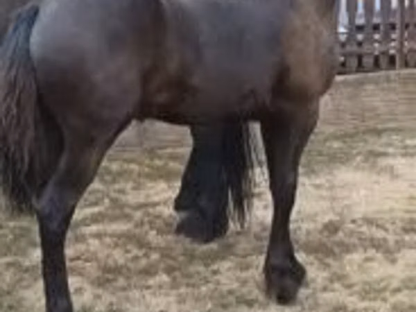Stute, Friesian