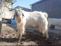 Ziegenbock, Beetal goats — Foto 3