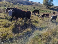 Bulle, Kasachische Weißkopfkuh — Foto 1