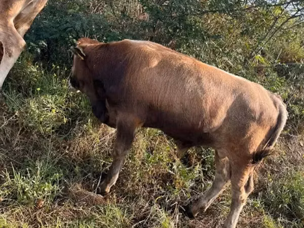 Toro, Ganado vacuno