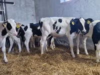 Bulle, Russian Black pied cattle — Foto 1