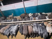 मेढ़ा, भेड़ — फ़ोटो 1