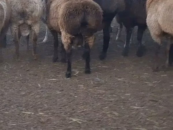 كبش, Edilbay sheep — كازاخستان