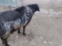 كبش, الأغنام — الصورة 2