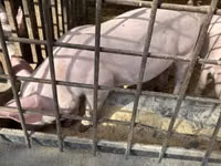 Cerdos (lote, sexo no especificado) — foto 4