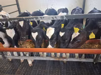 Bulle, Russian Black pied cattle — Foto 2