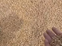 Ячмень с доставкой — сүрөт 1