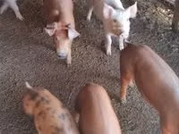 Schweine (Partie, Geschlecht nicht angegeben), Schweine — Foto 1