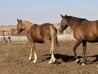 घोड़ी, Arabian horse — फ़ोटो 7