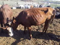母牛, Simmental cattle — 照片 2