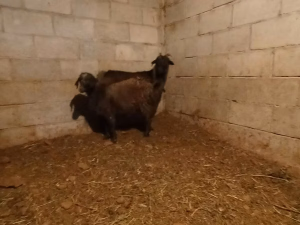 Ziege, Alpine goat — Kirgisistan