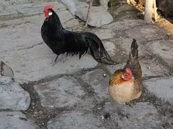 Chickens