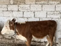 गाय, कजाख़स्तानी सफेद सिर वाली गाय — फ़ोटो 2