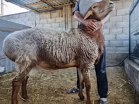 كبش, Rhon sheep — الصورة 5