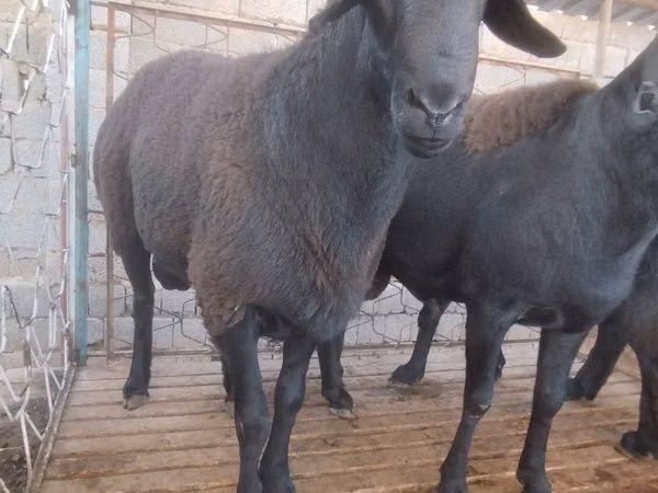 Widder, Arashan sheep — Usbekistan