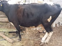 Cow, Cattle — photo 2
